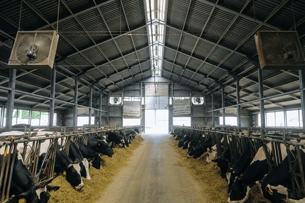 سوله گاوداری چیست